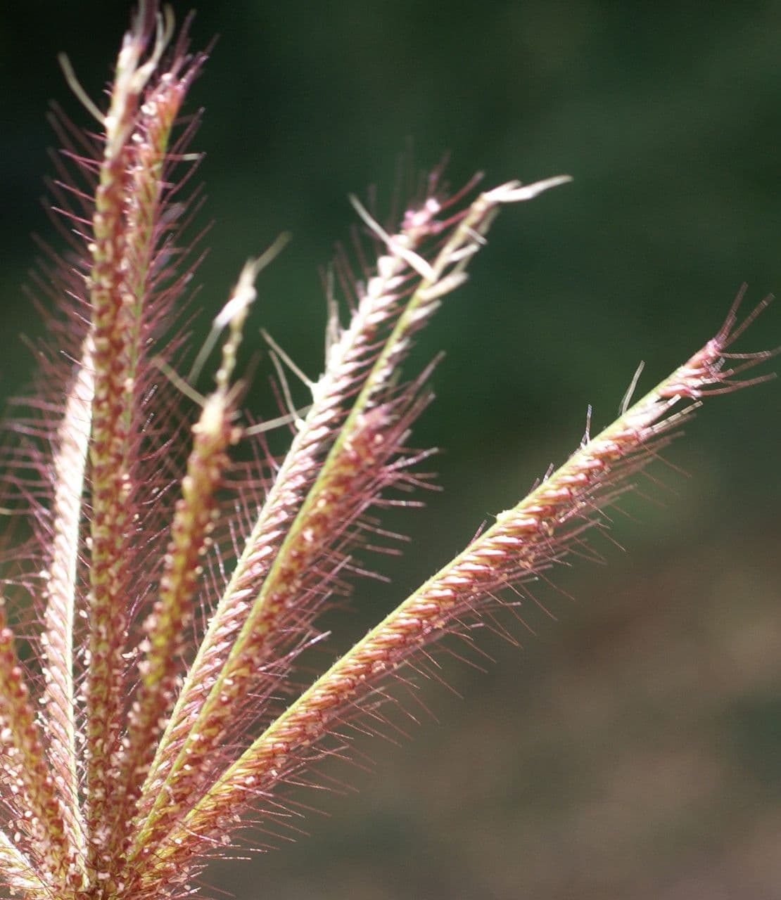 Chloris barbata 8