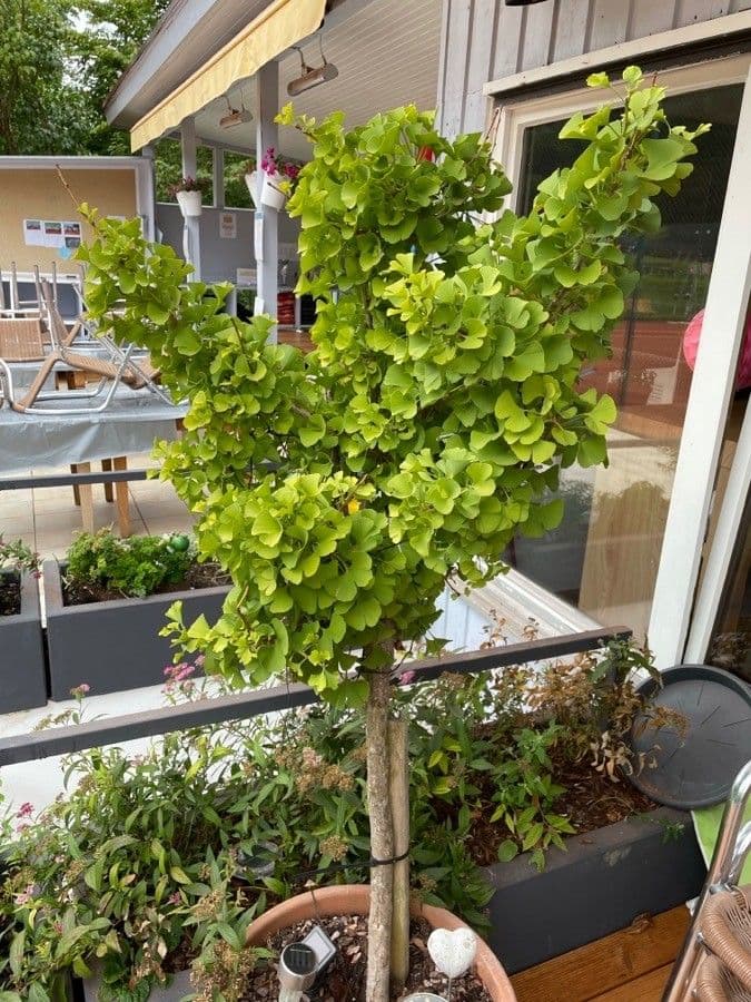Ginkgo 11