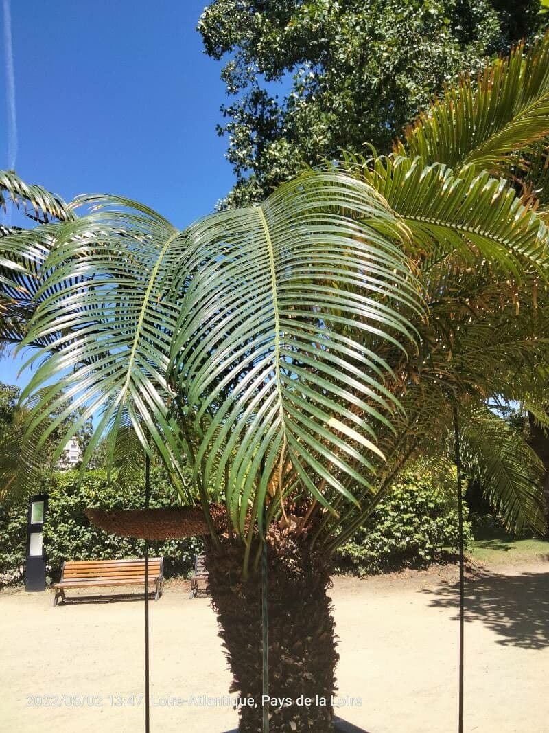 Madagaskar-Cycás 7