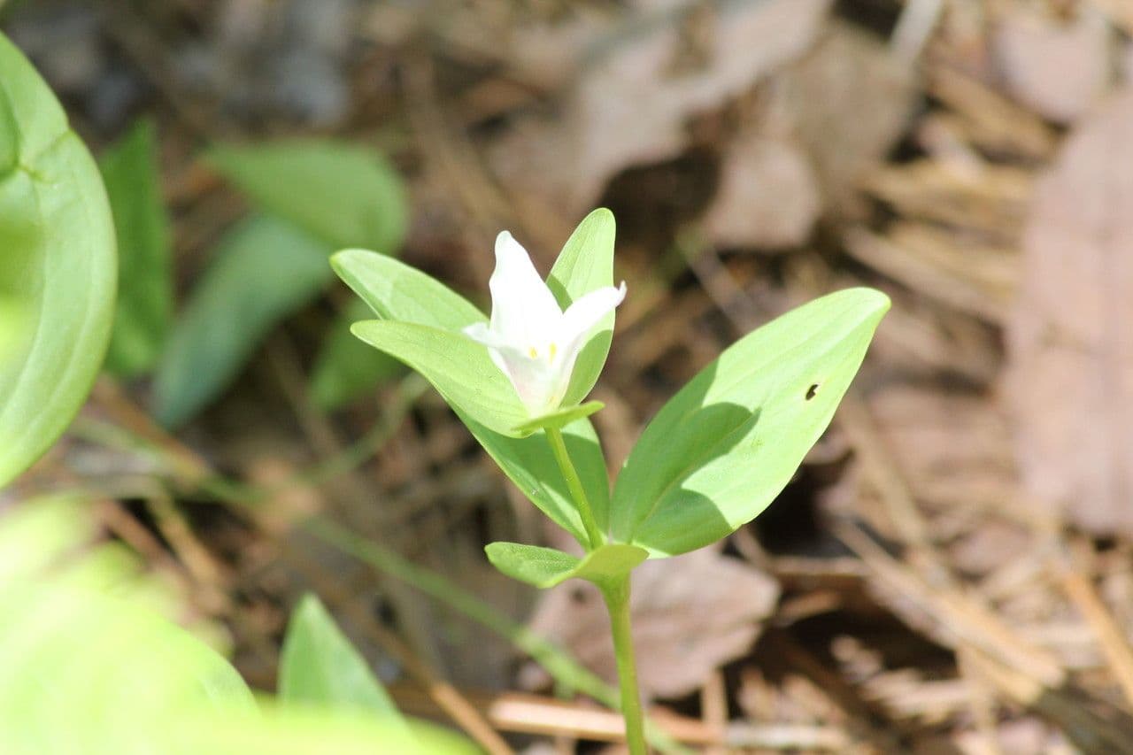 Trillium nano 3