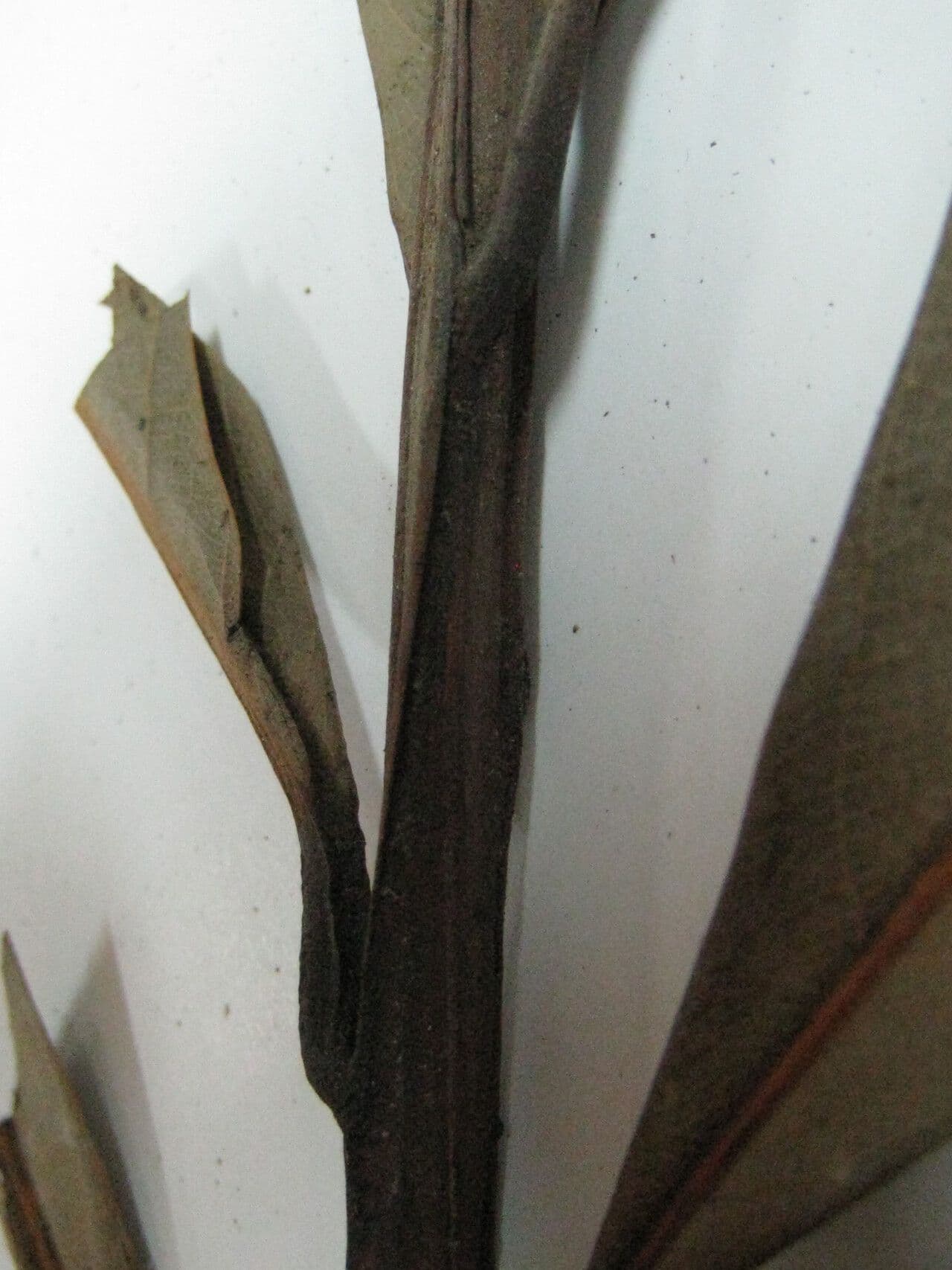 Ocotea 15