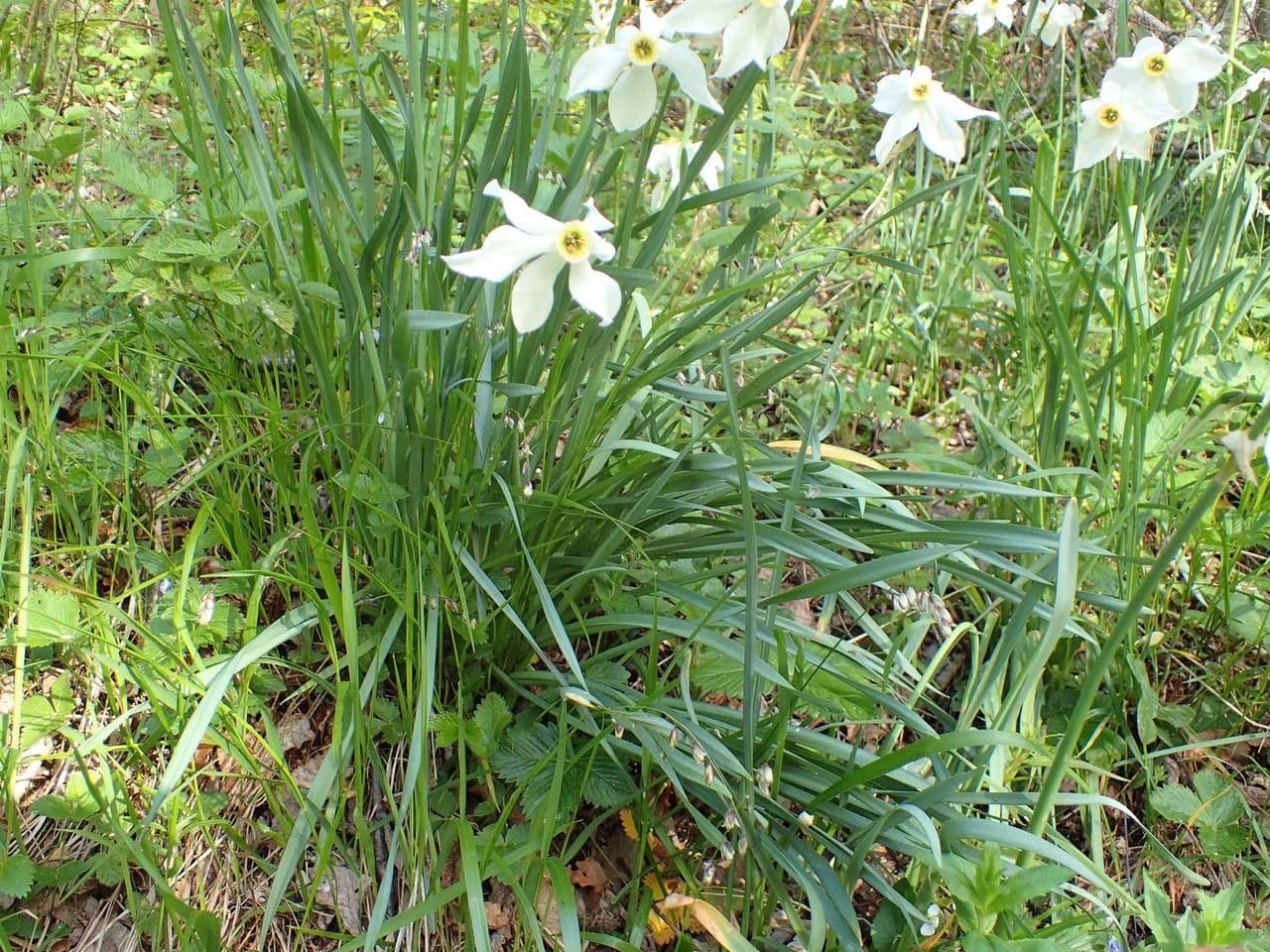 Narciso selvatico 15