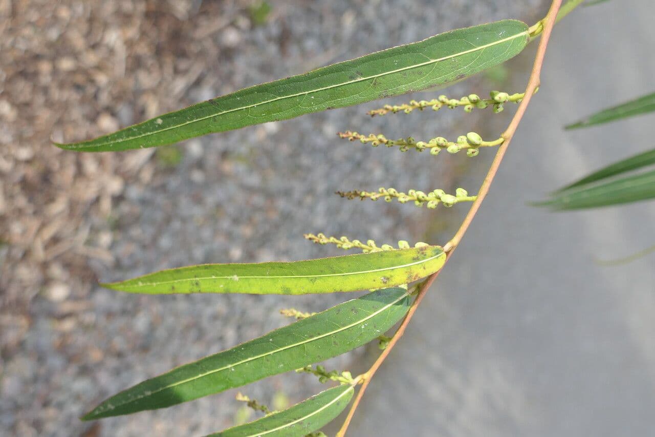 Stachyurus 7