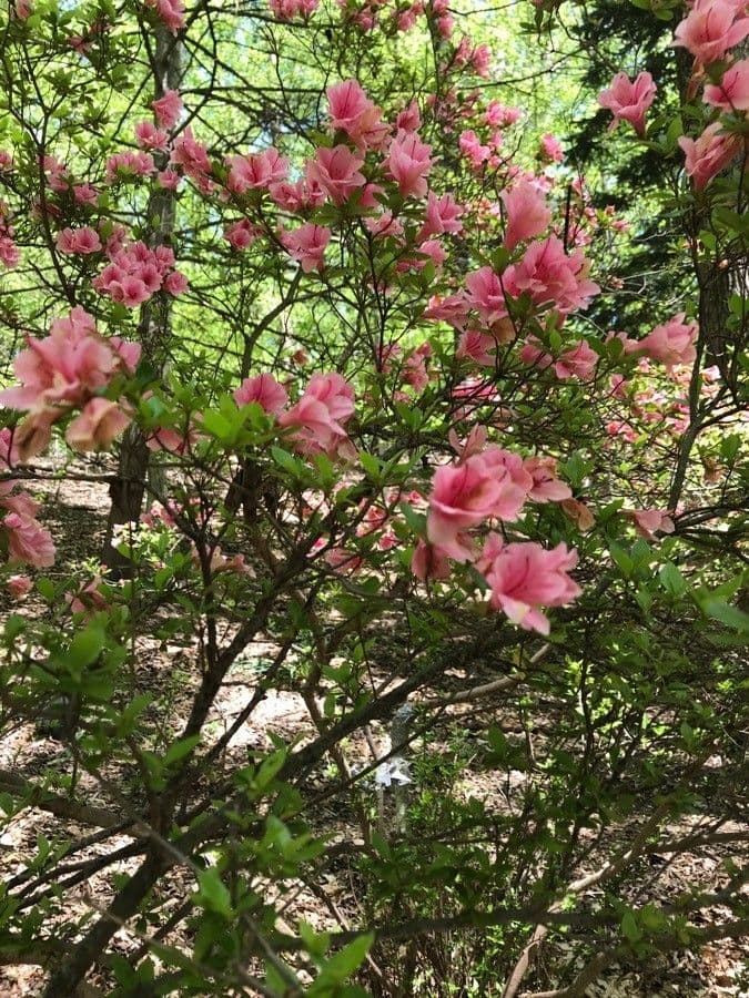 Azalea precoce 3