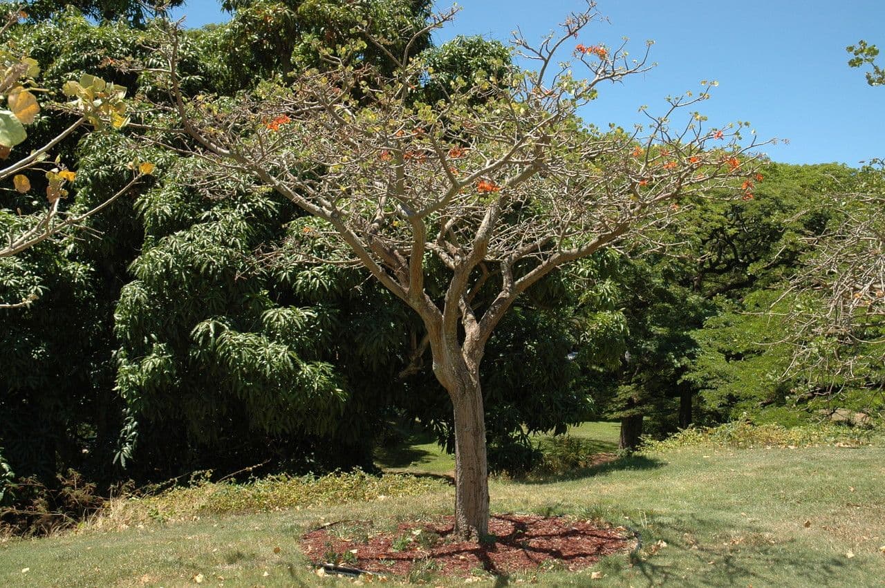 Eritrina 6