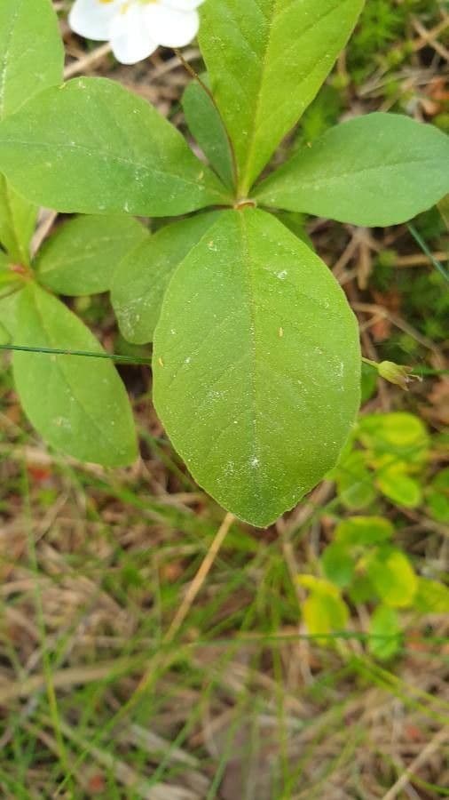Trientalis 16