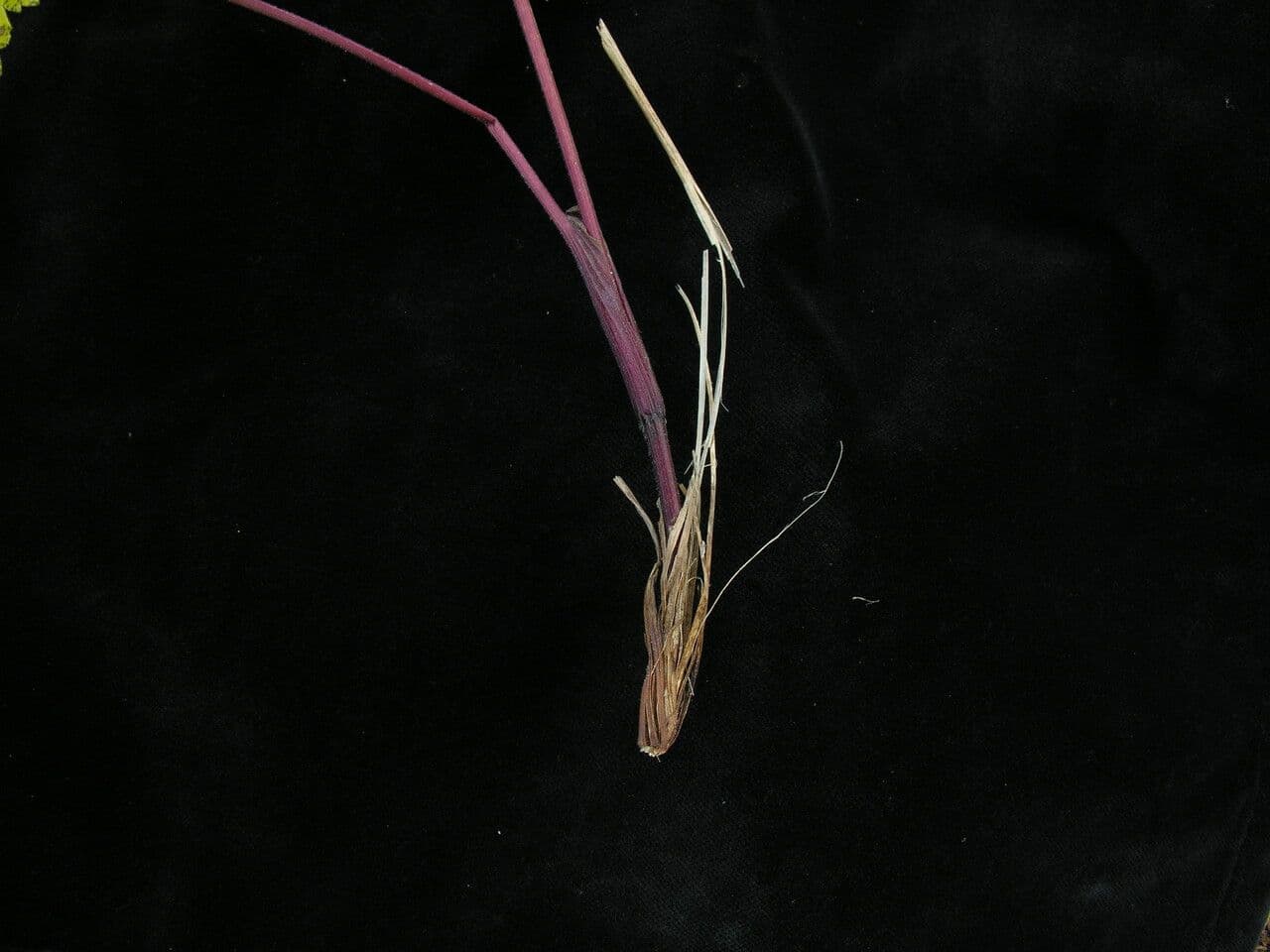 Tordyliopsis 8
