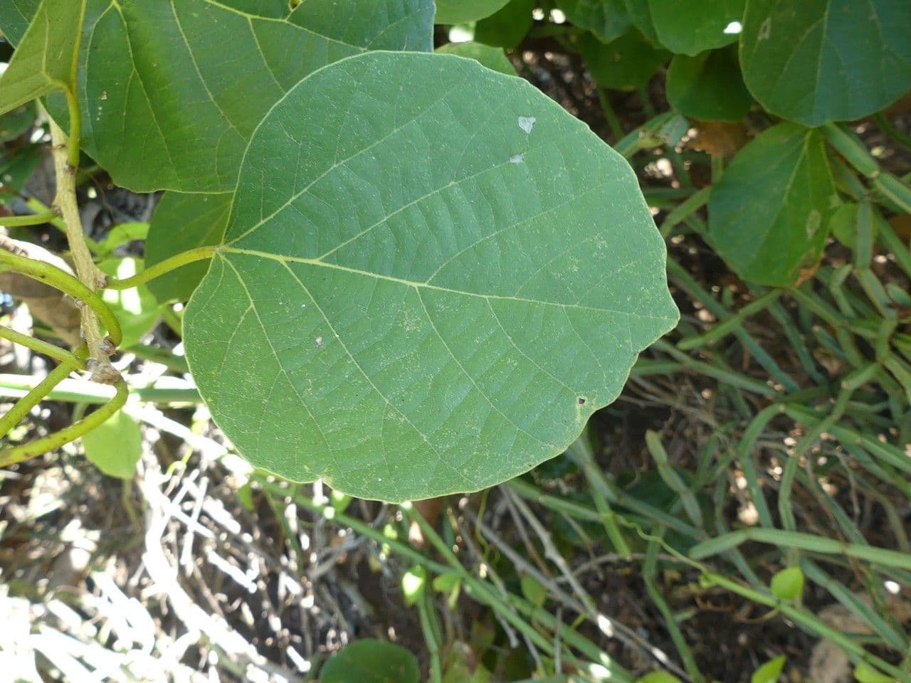 Cordia myxa 18
