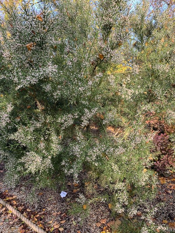 Colletia 8
