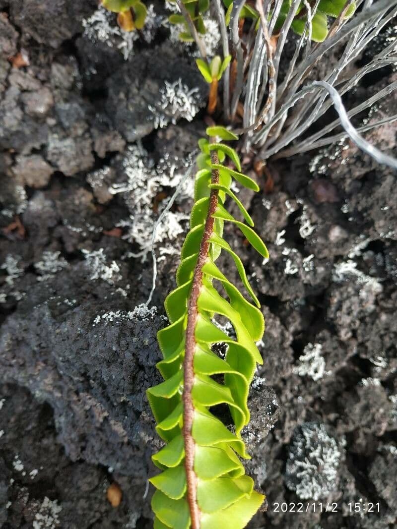 Nephrolepis 16