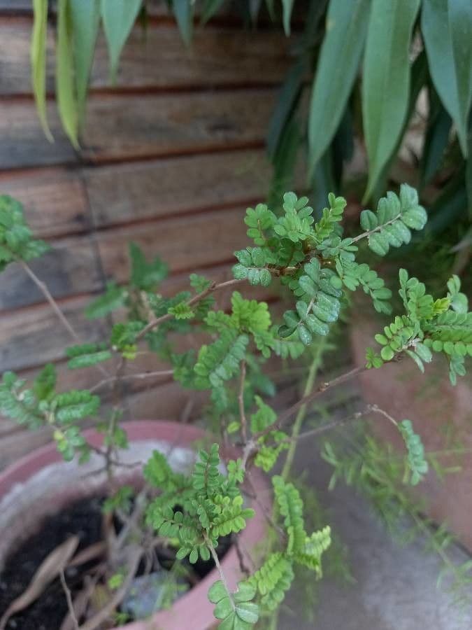 Toromiro Baum 3