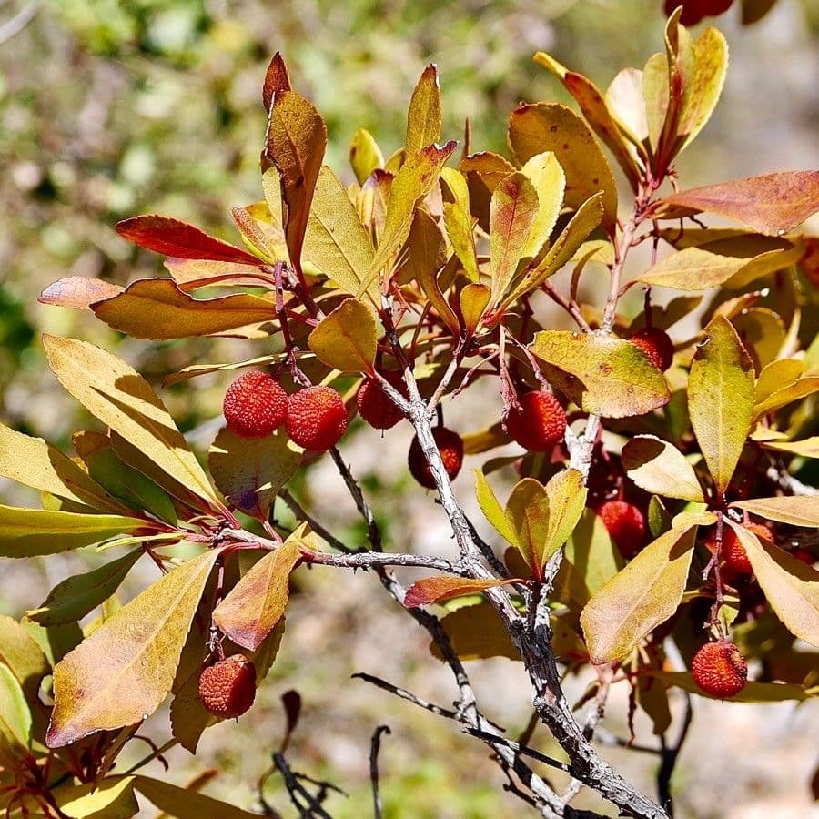 Corbezzolo 30