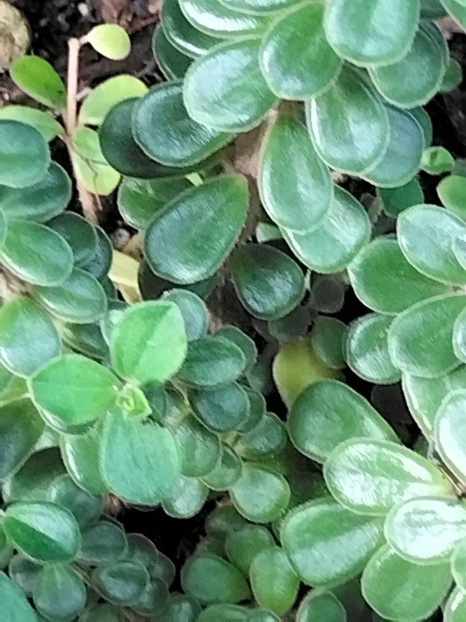 Peperomia camptotricha