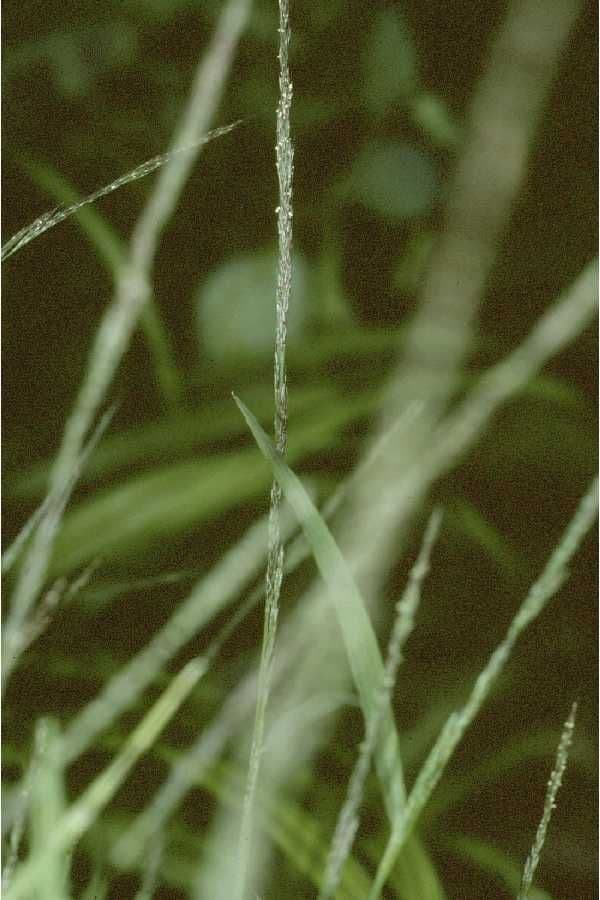 Muhlenbergia fragile