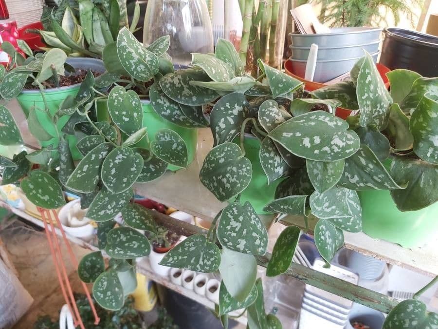 Scindapsus