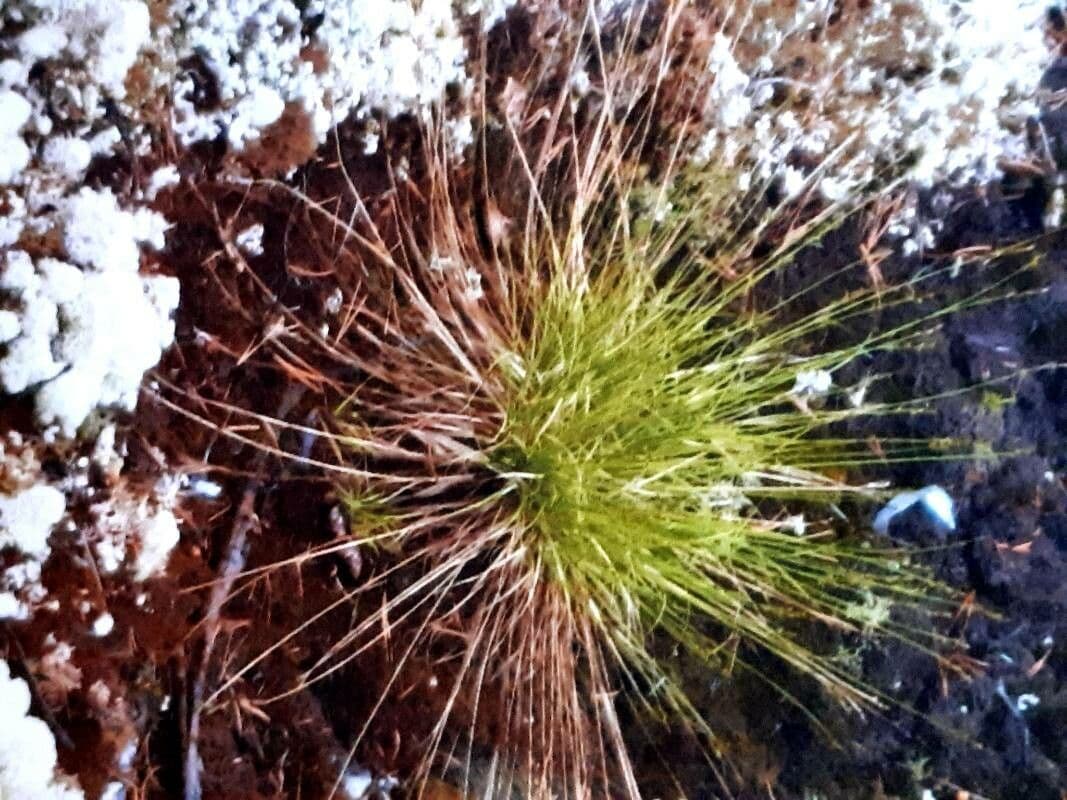 Fimbristylis 11