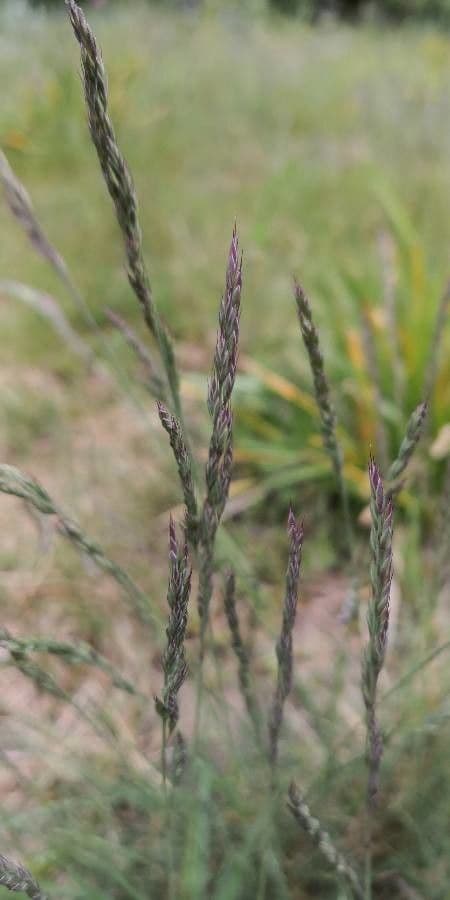 Festuca ovina 10