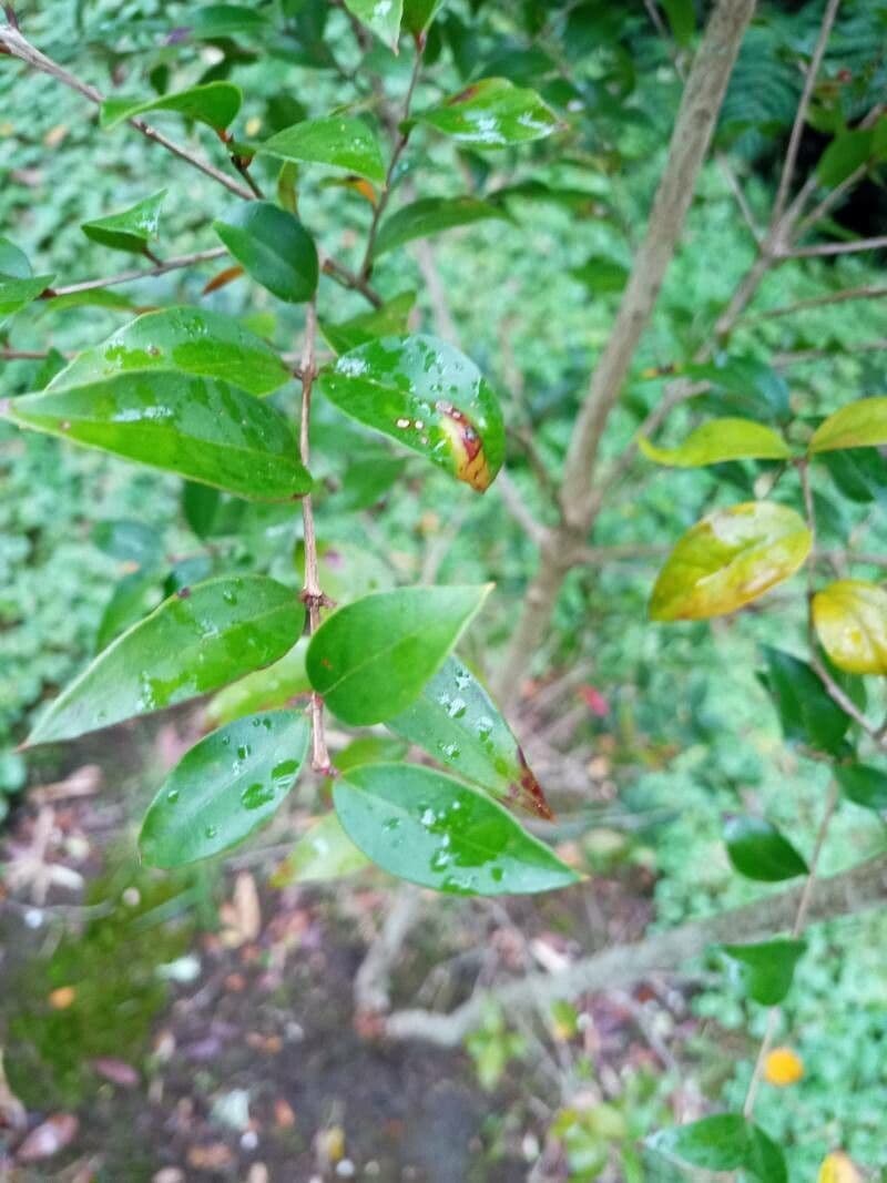 Amomyrtus meli 10