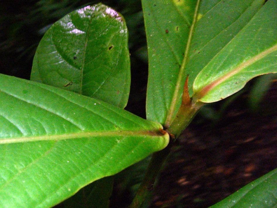 Ocotea insulare 12