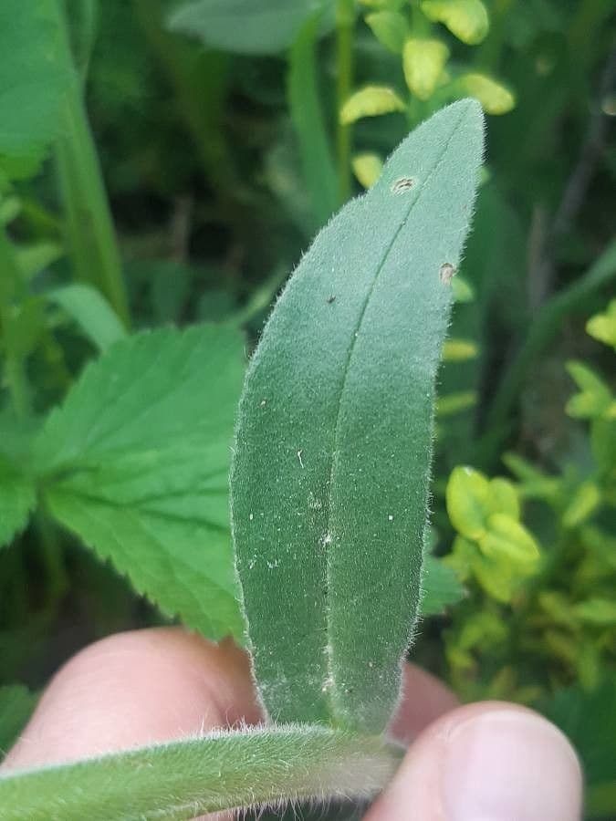 Nonea pulla 7