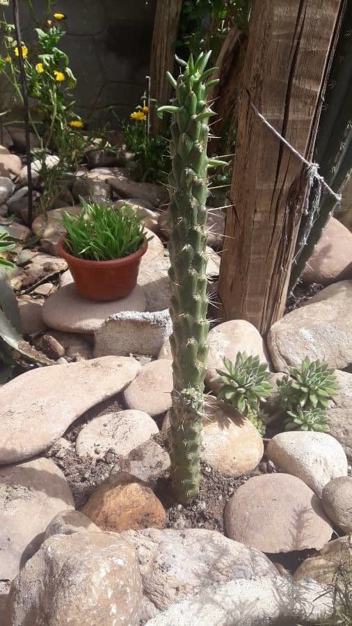 Austrocylindropuntia 10