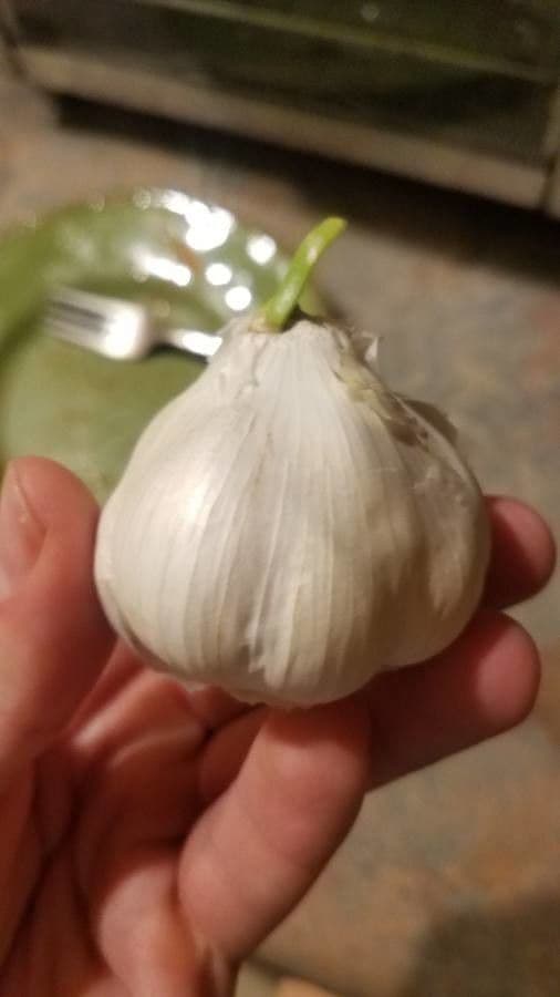 Aglio 5
