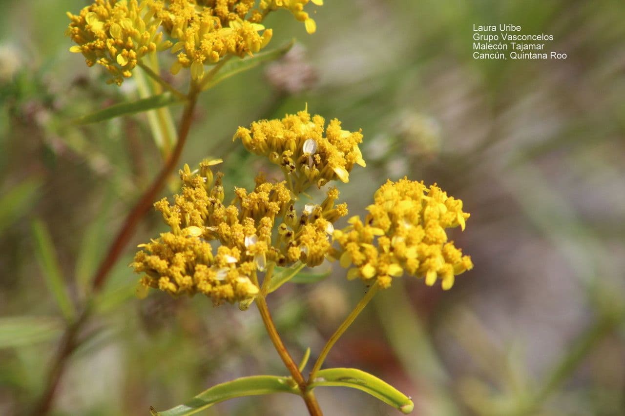 Flaveria lineare 5
