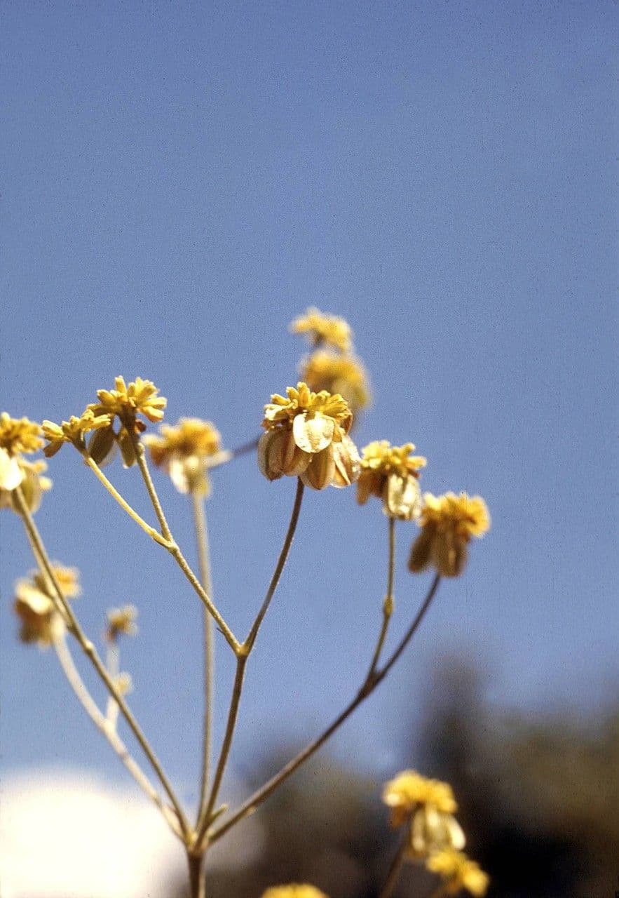 Eriogonum 6