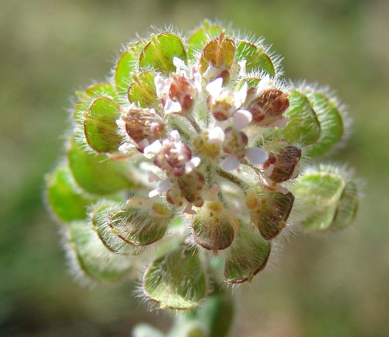 Lepidium 7