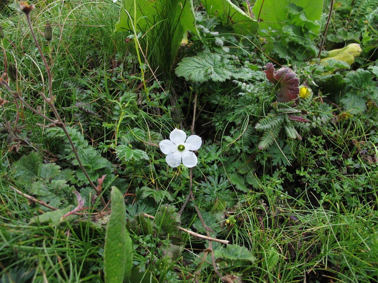 Cyananthus 5