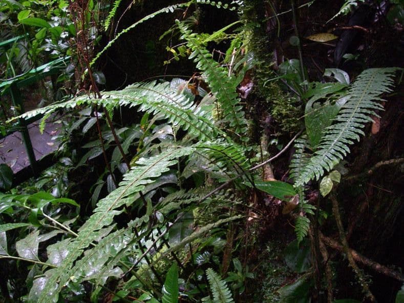 Nephrolepis