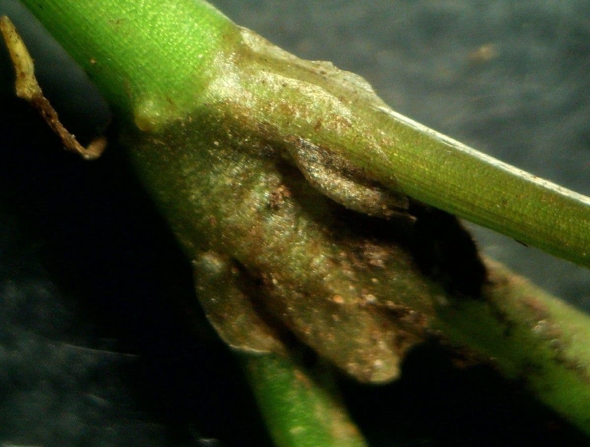 Ranunculus omiophyllus 18