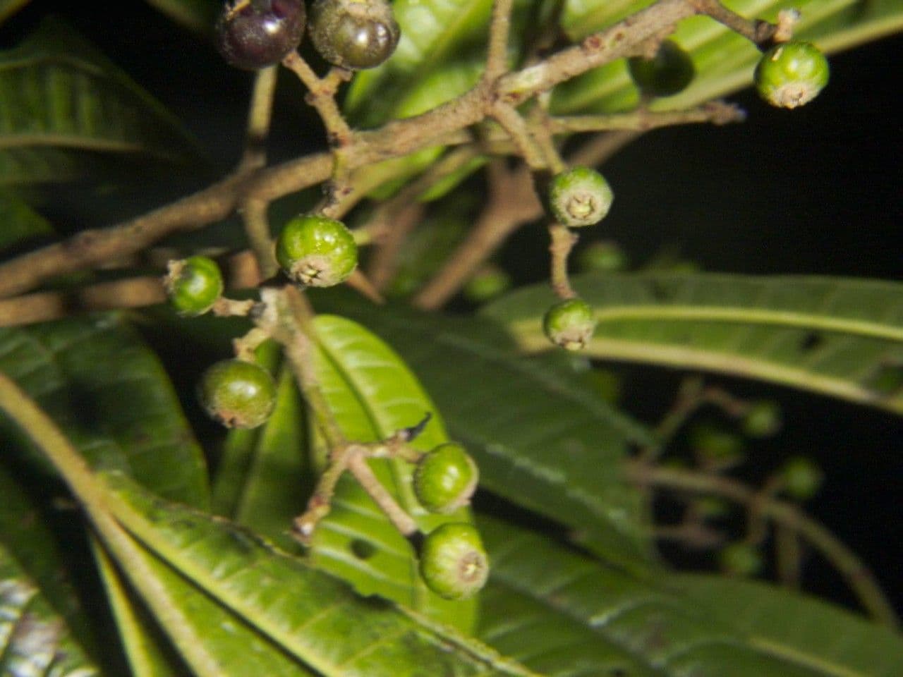 Miconia a spighe multiple 2