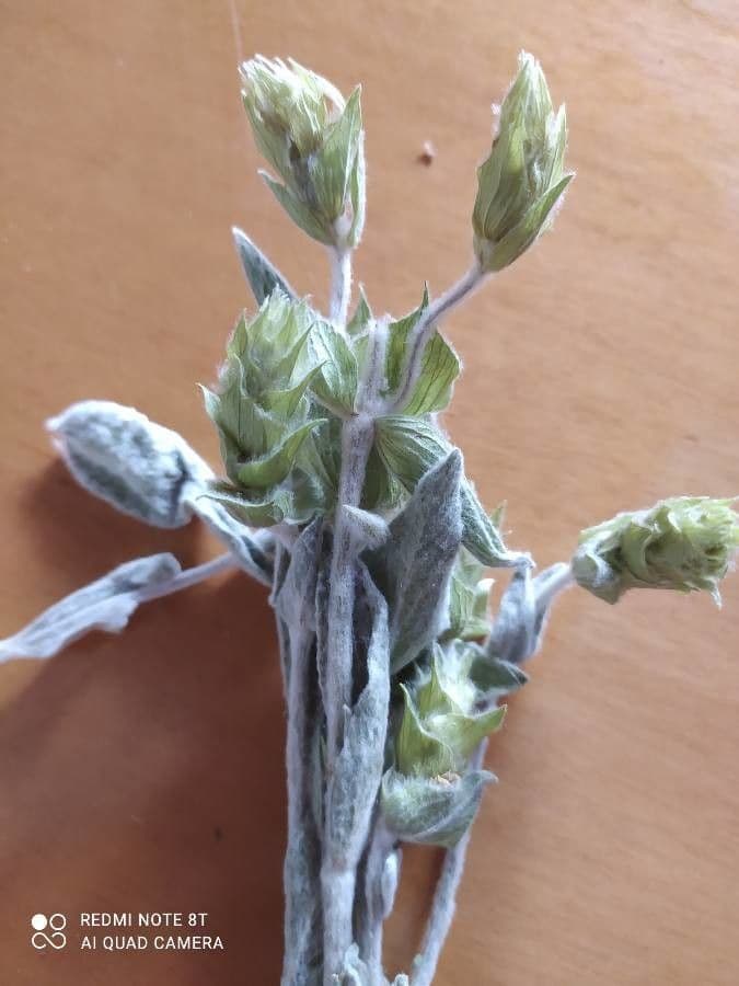 Sideritis syriaca 8