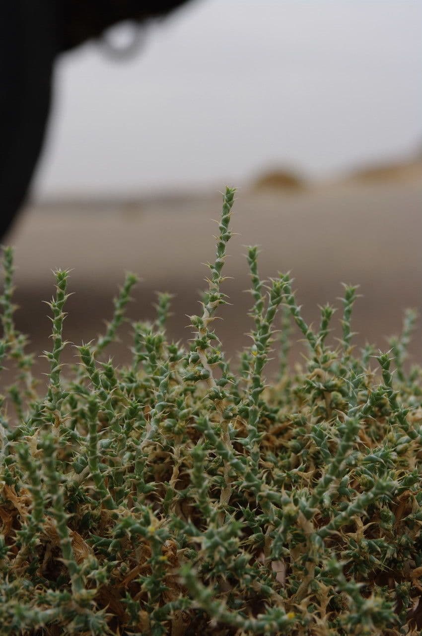 Cornulaca 6