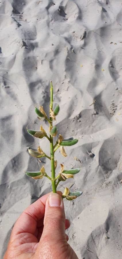 Baum-Lupine 4