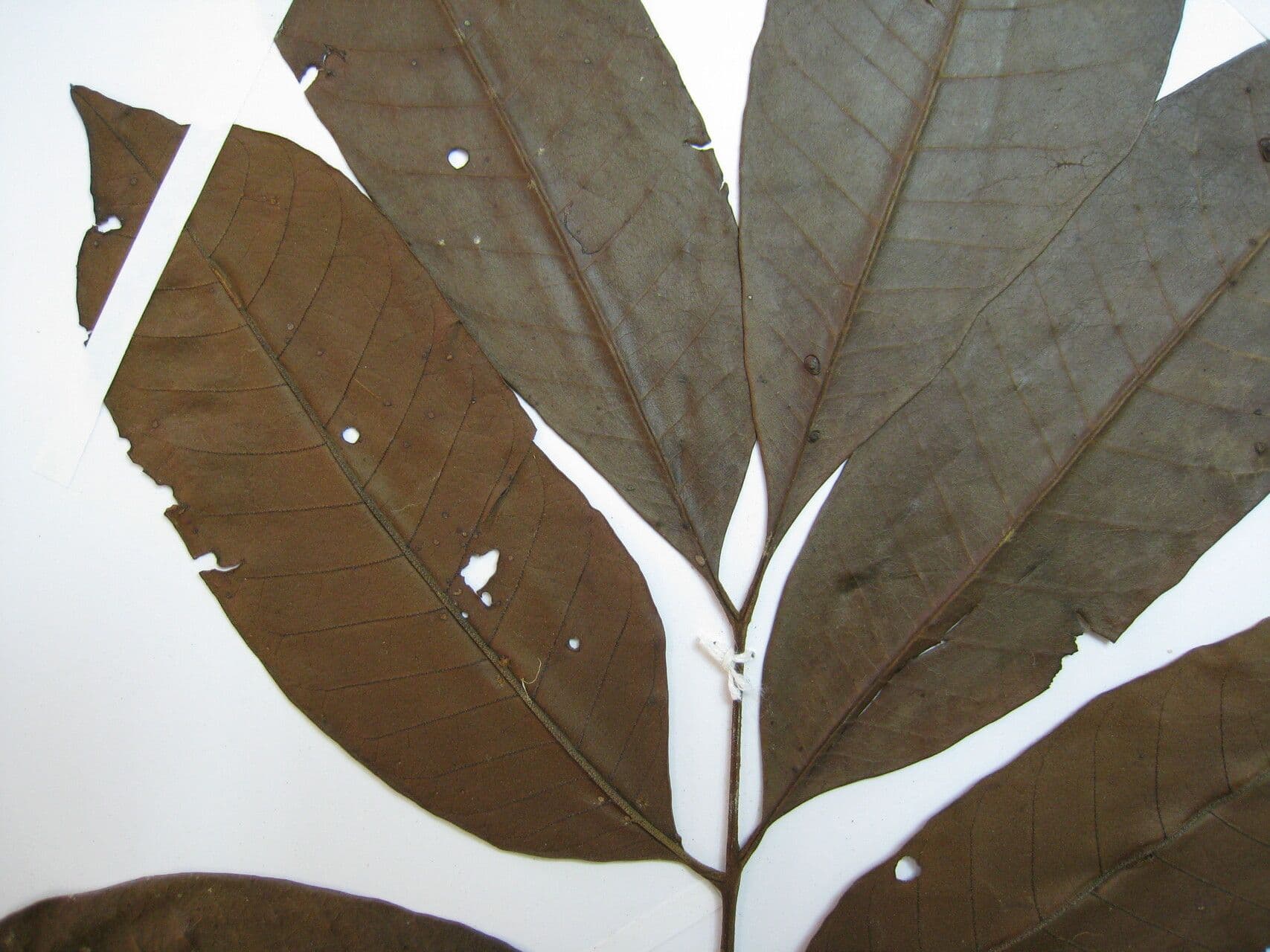 Trichilia lepidota 3