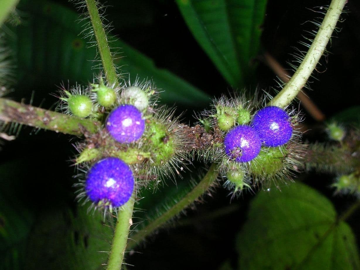 Miconia