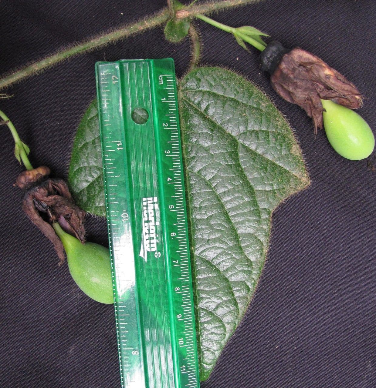 Passiflora