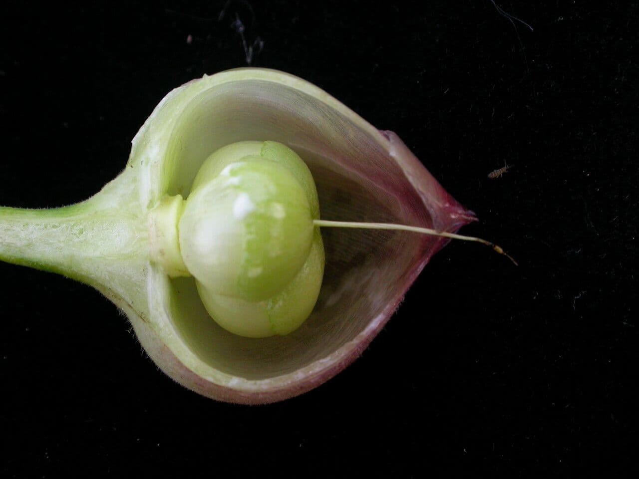 Operculina 4