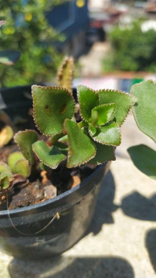 Crassula 5