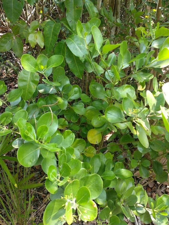 Erithalis fruticosa 11