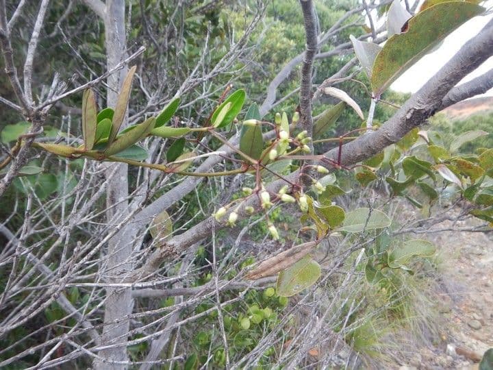 Parsonsia