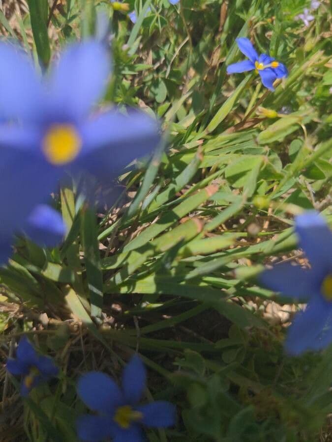 Blaublüten 12