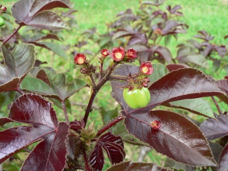 Bauchige Brechnuss 12