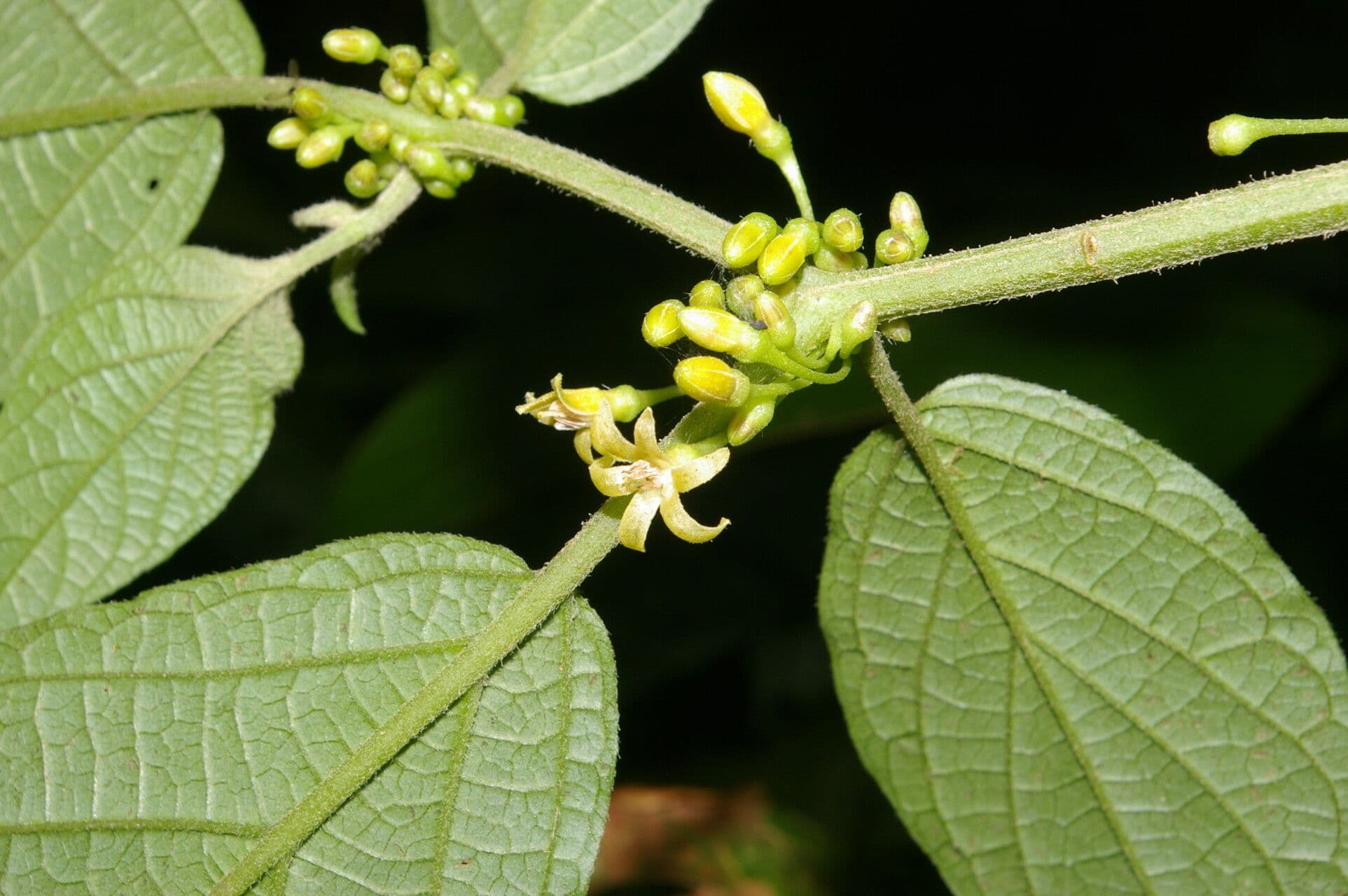 Witheringia 8