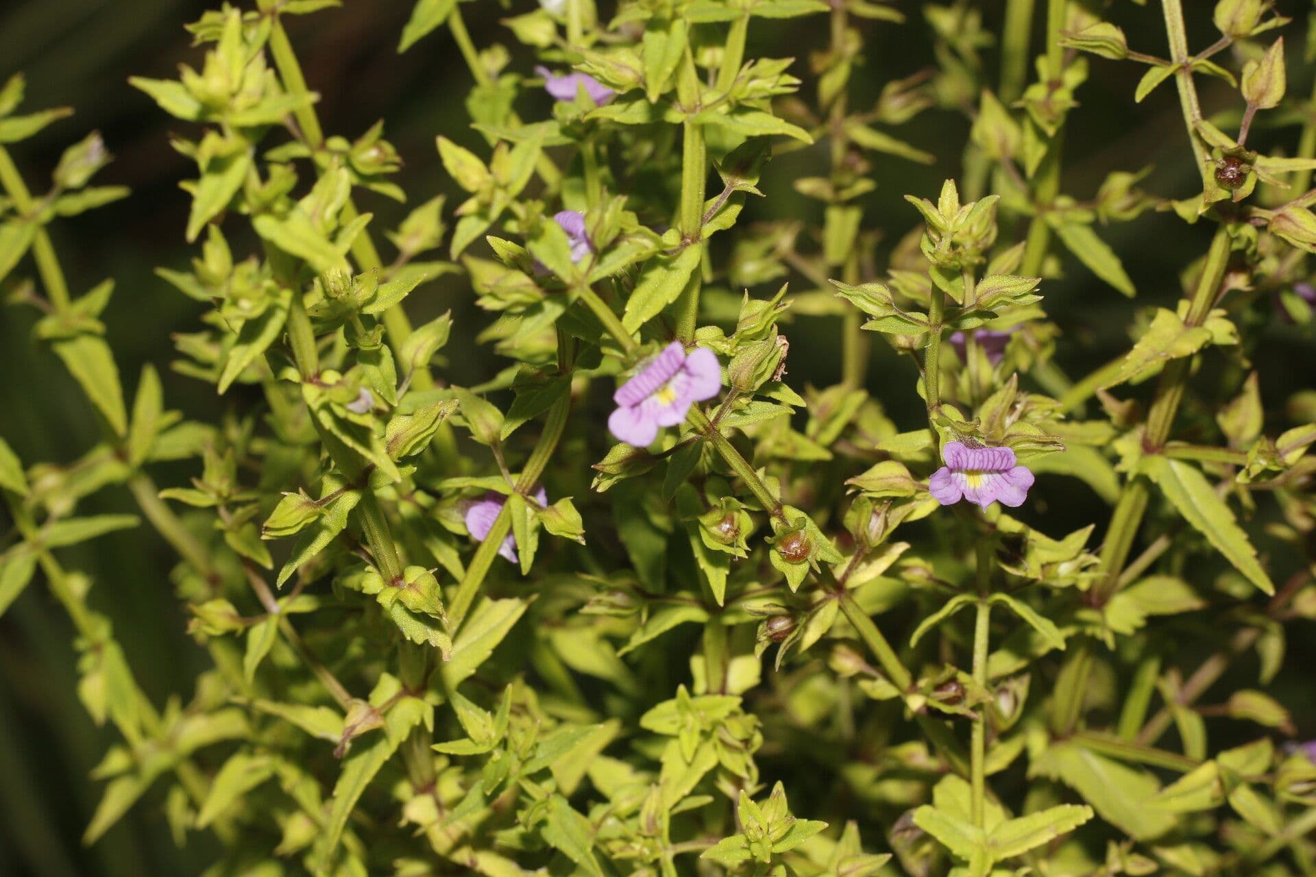 Bacopa laxiflora 3