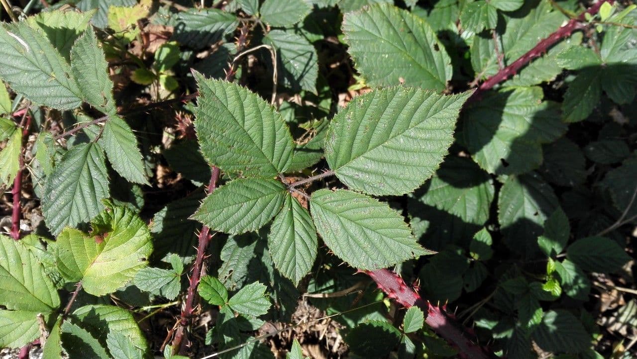 Zerklüfteter Brombeerstrauch 12