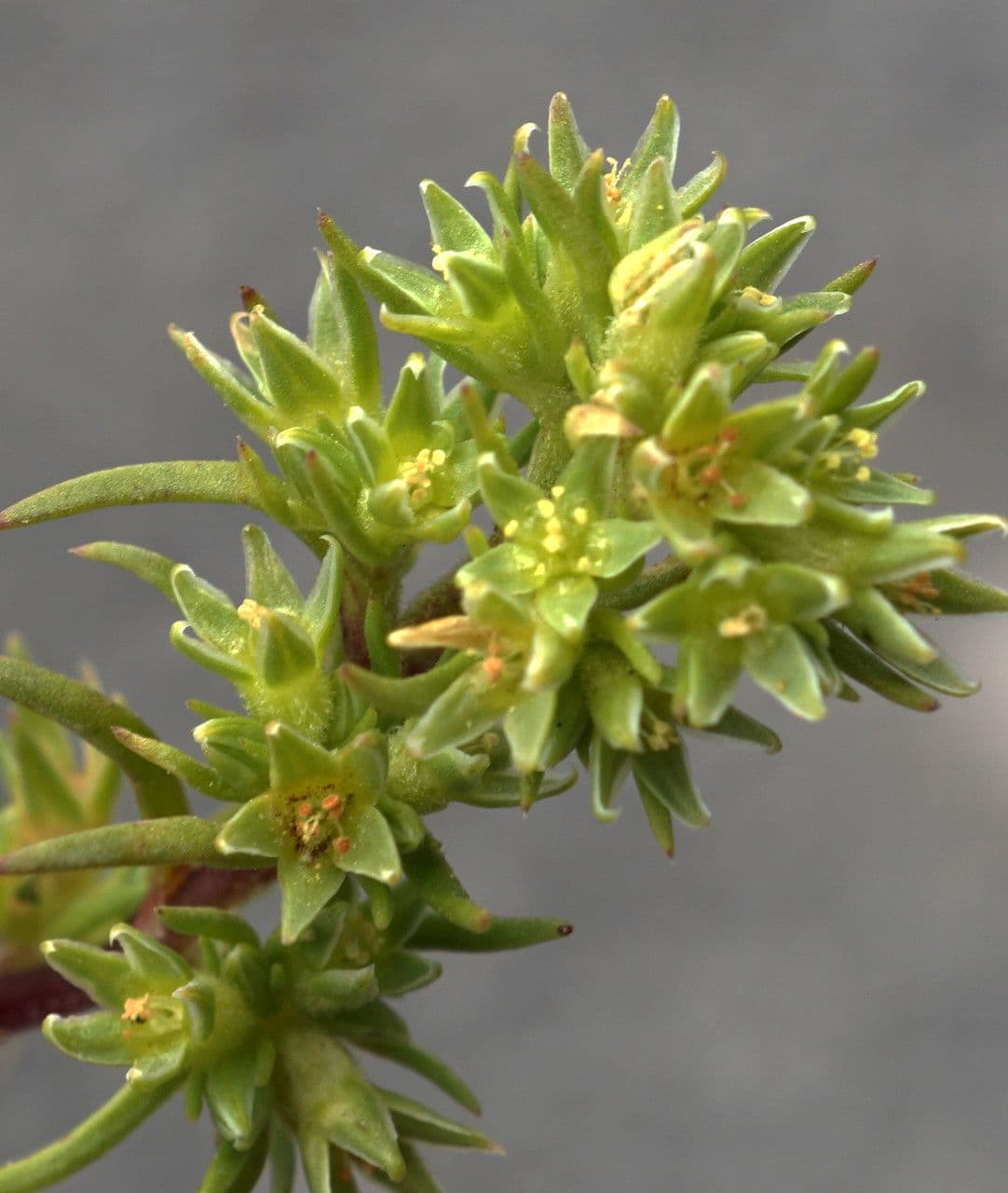Scleranthus 6