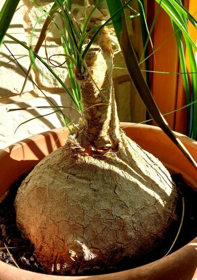 Beaucarnea 21
